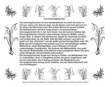Abschreibtext-Schneeglöckchen-SW.pdf
